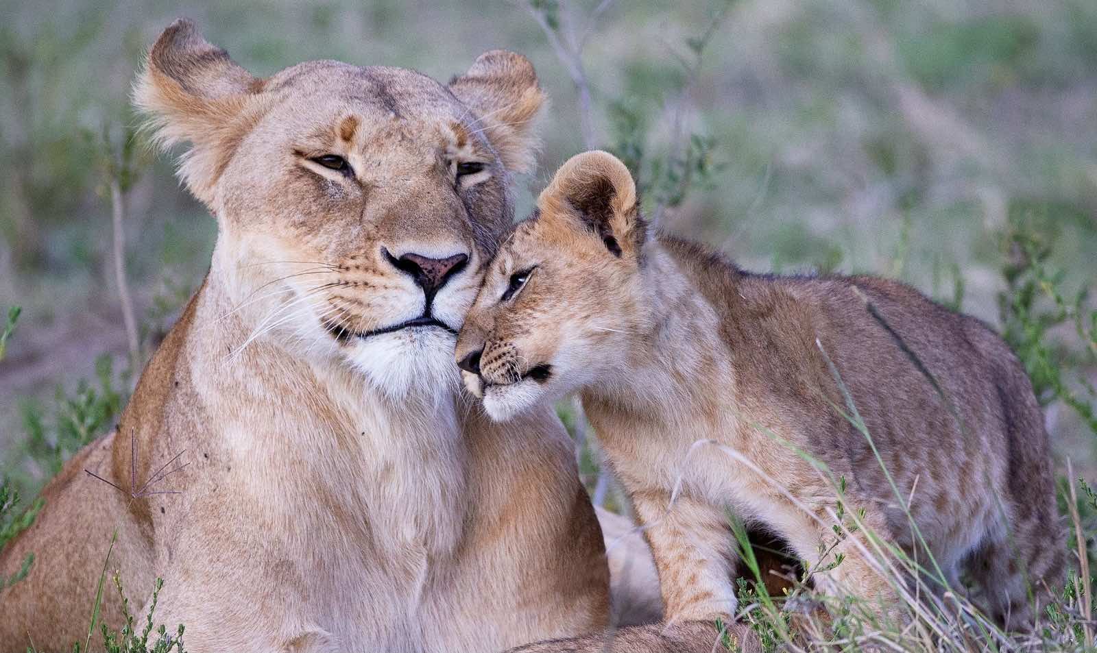 Ihamba Ihamba Adventures | Explore Africa | Eco Friendly Travel